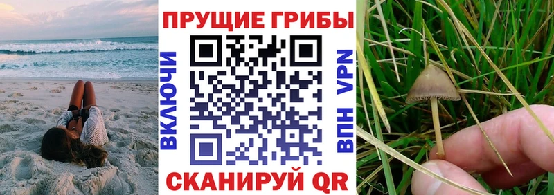OMG ССЫЛКА  Долгопрудный  Псилоцибиновые грибы Psilocybine cubensis 
